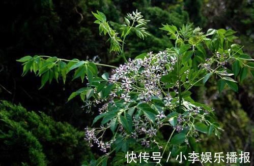 家里花卉烂根烂叶，几种天然灭虫法，不生虫养花好