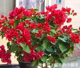 入冬后三角梅,月季,茉莉怎么养,学会这些技巧,叶片绿开花旺