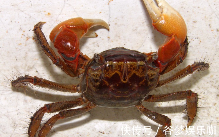 食物|螃蟹是很多沿海地区都会吃的一种食物，那么孕妈妈们可以吃吗！