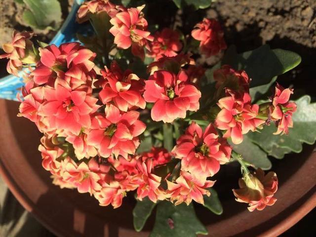 养花的土,这样消毒“处理一下”,没有虫子病菌,花草长得旺!