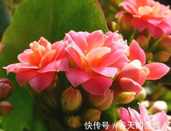 长寿花人人爱养,养护过程中,最容易生虫,该怎么“摆脱”