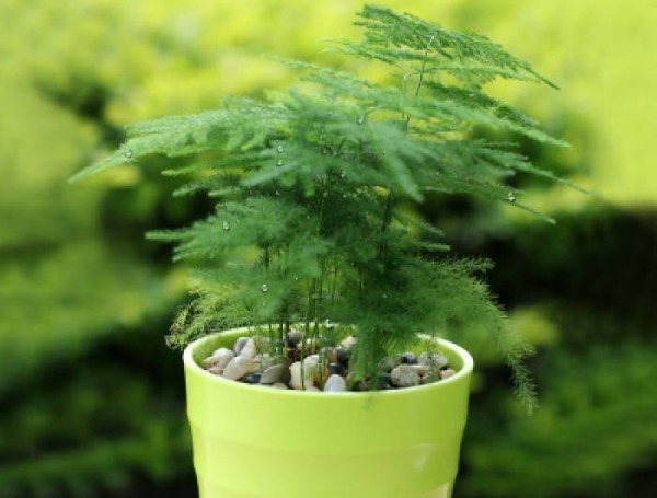 文竹总是不发新芽怎么办教你3个小妙招，枝繁叶茂轻松爆盆