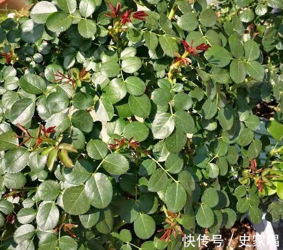 月季修剪后发芽不整齐,常见的3个原因和解决办法