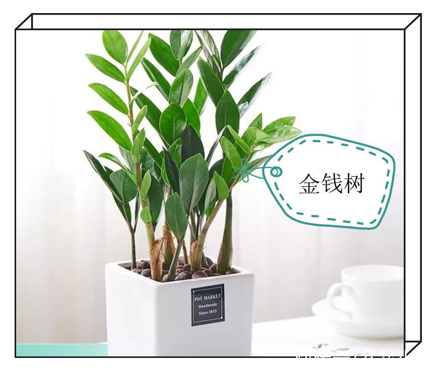 建议爱花人：客厅养花，9大绿植不要落下