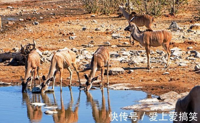 维多利亚|维多利亚瀑布：被称为咆哮的云雾，世界上最壮观的瀑布之一