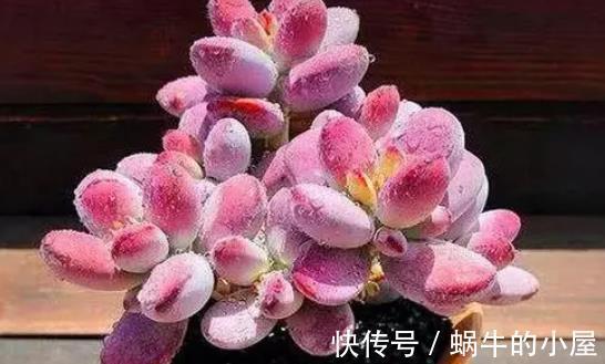 龟甲牡丹|盘点5种贵货多肉，大多数人养不起，养了要珍惜，你家养过几种？