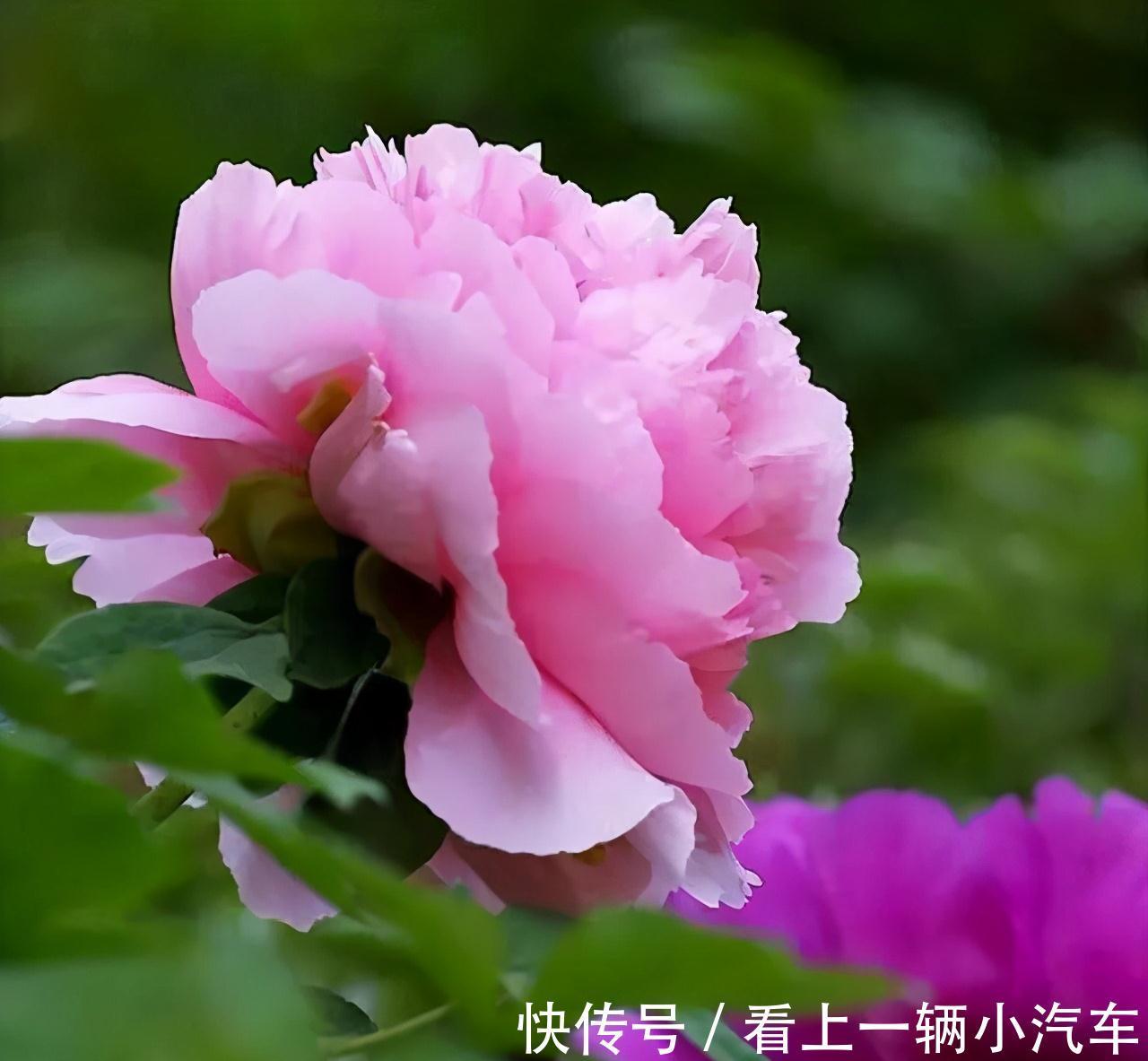 6种富贵花,冬天爱“装死”,好好“伺候着”,来年繁花多几倍