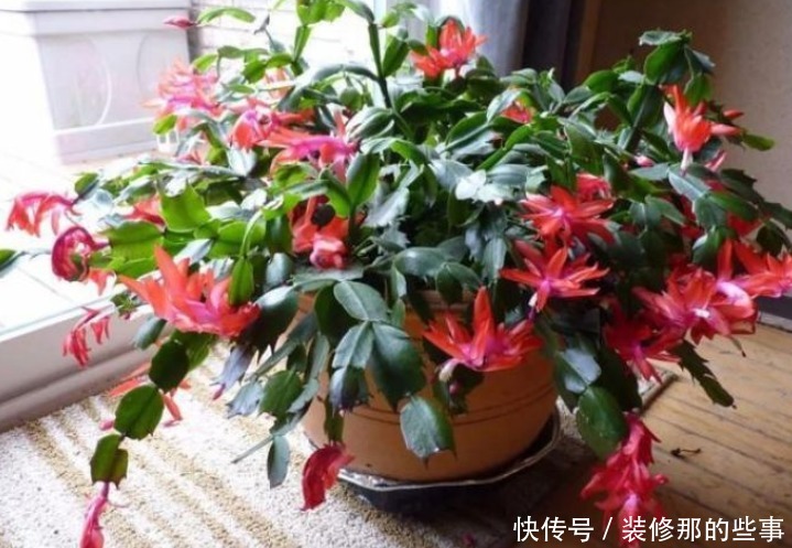 4种花好养又漂亮,从冬天一直开到春天,阵阵花香,花朵大!