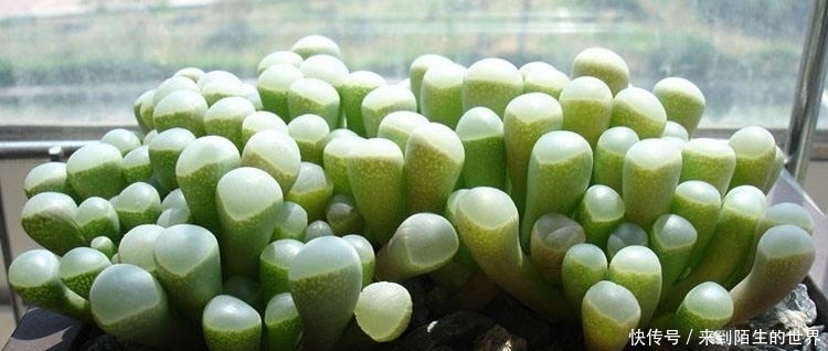 肉友|婴儿脚趾——五十铃玉,娇小萌人,不会养的肉友看过来