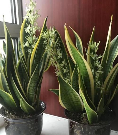 养虎皮兰,浇花用上2种'水',叶子绿,根须越长越旺盛