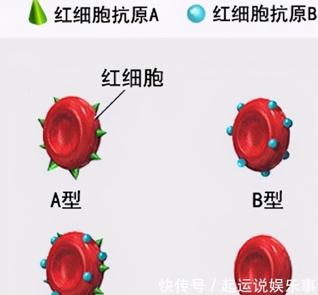 身体素质|妈妈的血型会影响娃的智商吗?斯坦福大学研究:这个血型占优势