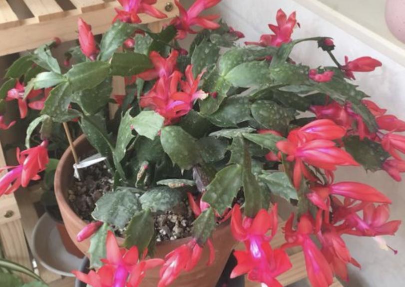骨粉肥|养蟹爪兰,怎么催花?没有磷酸二氢钾就用它,1个月1次