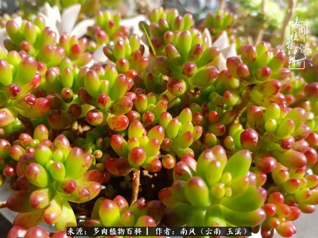 从小喜欢绿植,后来遇见多肉,情不知所起,那就再接再厉!
