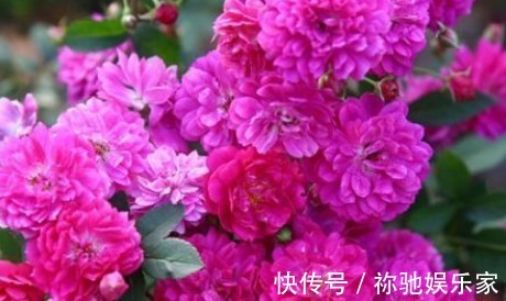 新手养花,不如养盆花中精品“甜蜜马车”,花开爆盆,观赏性极高