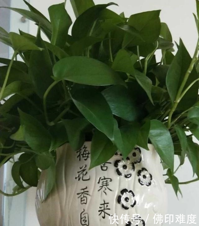 绿萝浇水技巧，学会了就不怕养不好绿萝了