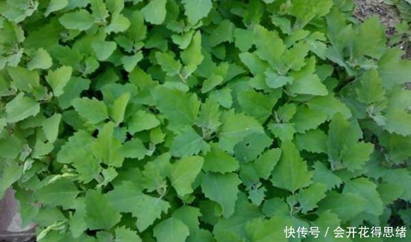 对付|曾是难对付的害草，如今成极品野菜，可品鲜不可贪嘴，你知道吗