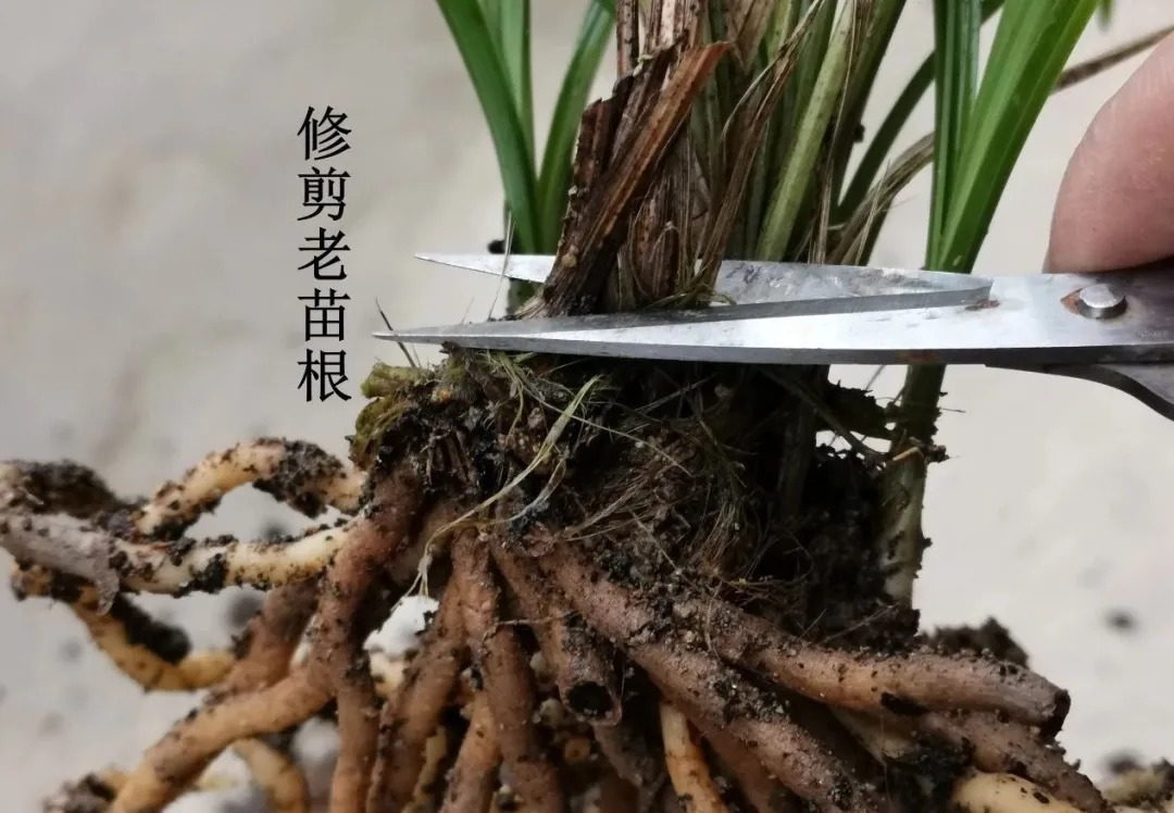 兰友|买回来的兰花,种植前只需要注意这几个细节,很容易就能成活