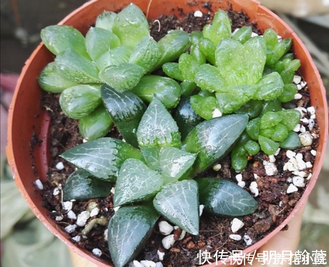 夏天多肉烂根?主要由三大原因造成,及时调整养护方法