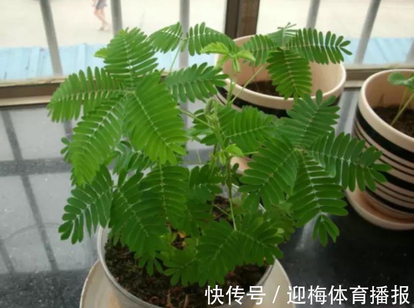 你养的花,可能是“毒花”,盘点8种常见毒花