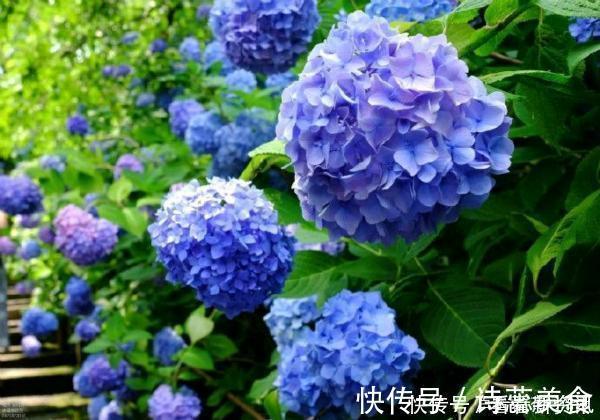 司凤为璇玑种的蓝色八仙花，现实你也能养，开花仙气十足，太美了