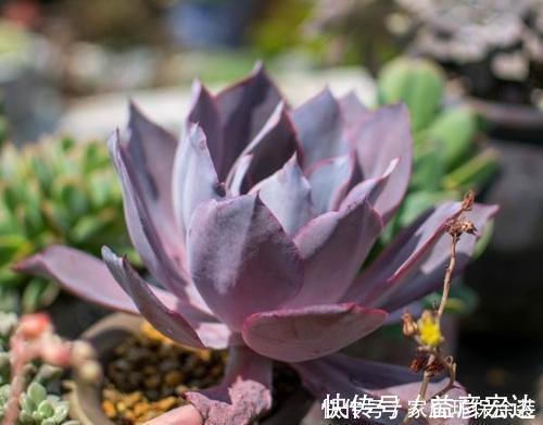 多肉植物出现3个症状,赶快换盆换土,催一圈侧芽,养成小老桩!