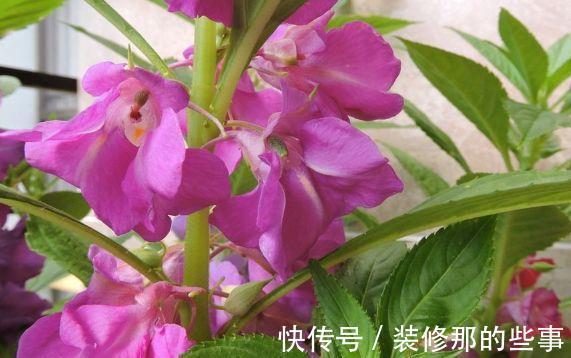 农历|农历6月27号起，最适合养这些花，开花勤爱爆盆