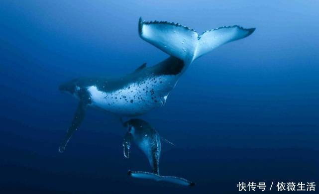 海底 究竟是怎么回事中国从3900米海底传回一组照片，给世界敲响警钟