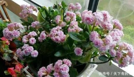 上百|长寿花,入冬前食用它,开花提前20天,一开上百朵,美爆了!