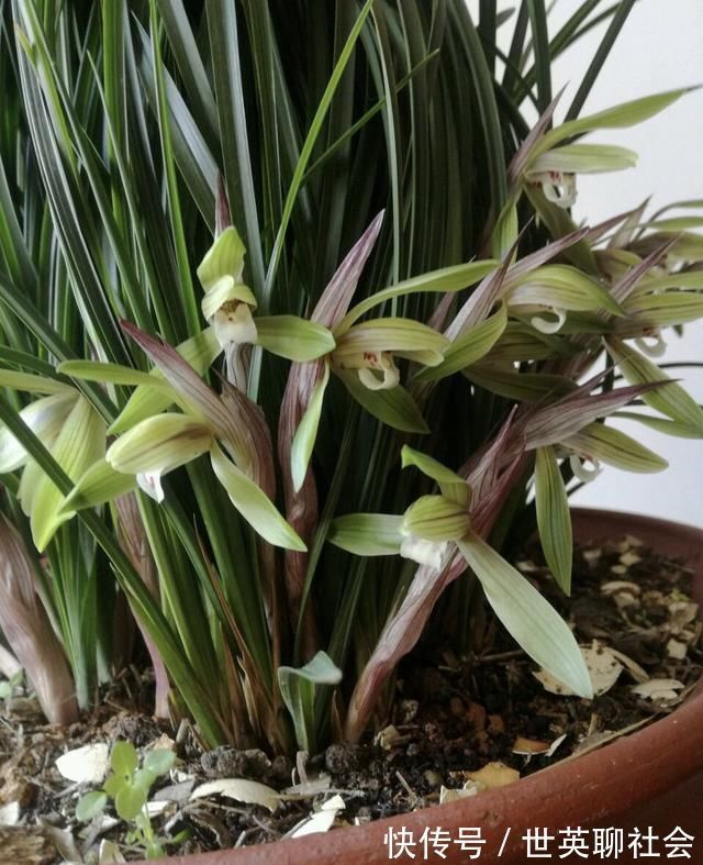 花箭|家里兰花“只长叶子、不开花”做了这2步,直冒花箭