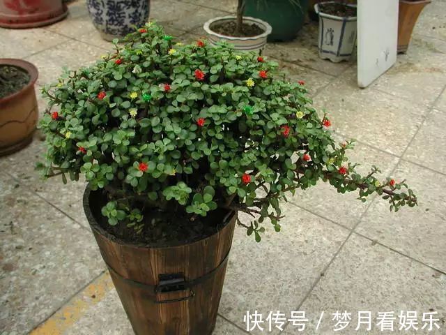 家里有金枝玉叶的来看看,一分钟学会怎么给金枝玉叶修剪造型