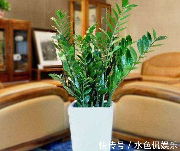 这六种植物,不能常浇水,浇水过多不是烂根就是死亡,快别浇了!