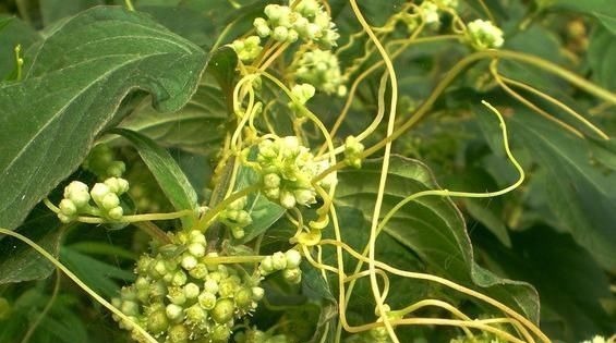 中药|下面腰酸+上面耳鸣=肾虚推荐一味中药,效果令人不可思议