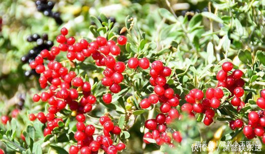 適合女性吃的3種食物,美容養(yǎng)生,滋潤(rùn)肌膚,早吃早好!