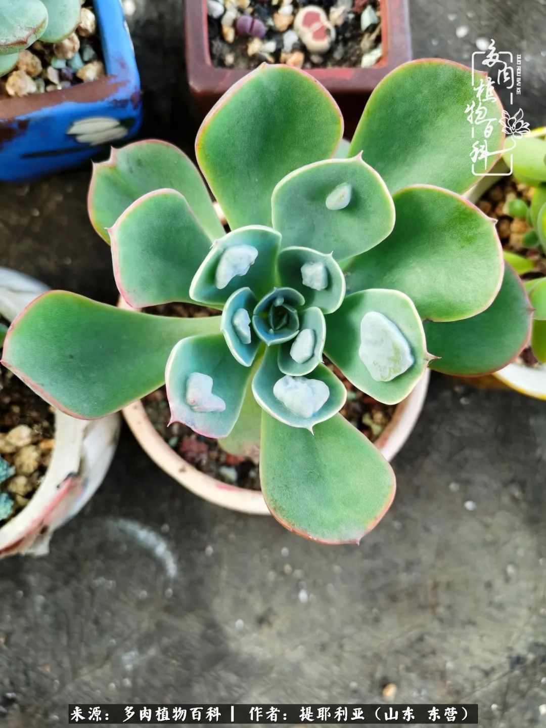 多肉植物|人如多肉,经阳光雨露历练后,亦会越挫越勇!