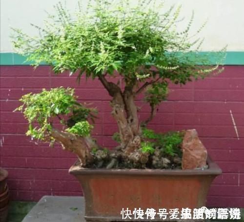 枝干|农村大爷不养花,用山上黄荆做成盆景,更具观赏性