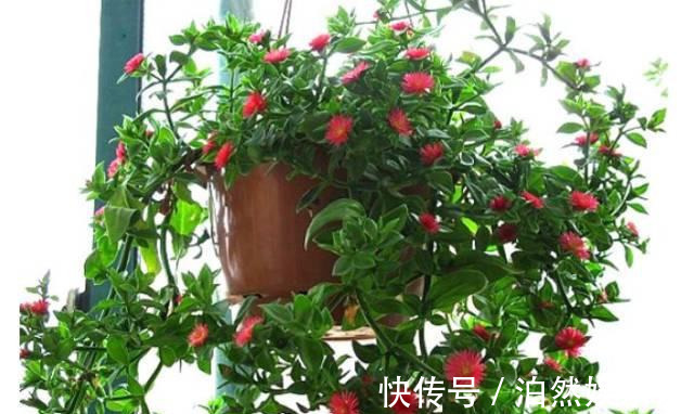 爆盆|养花技巧10种吊兰，好扦插，易爆盆，掐一根一插就是一大盆！