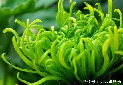 喜欢菊花，不如养盆“优良名菊”绿朝云，花似惊鸿起舞，碧洁如玉