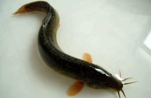 泥鳅|吃“泥鳅”时,到底要不要去掉内脏如今才知道,这么多年白吃了