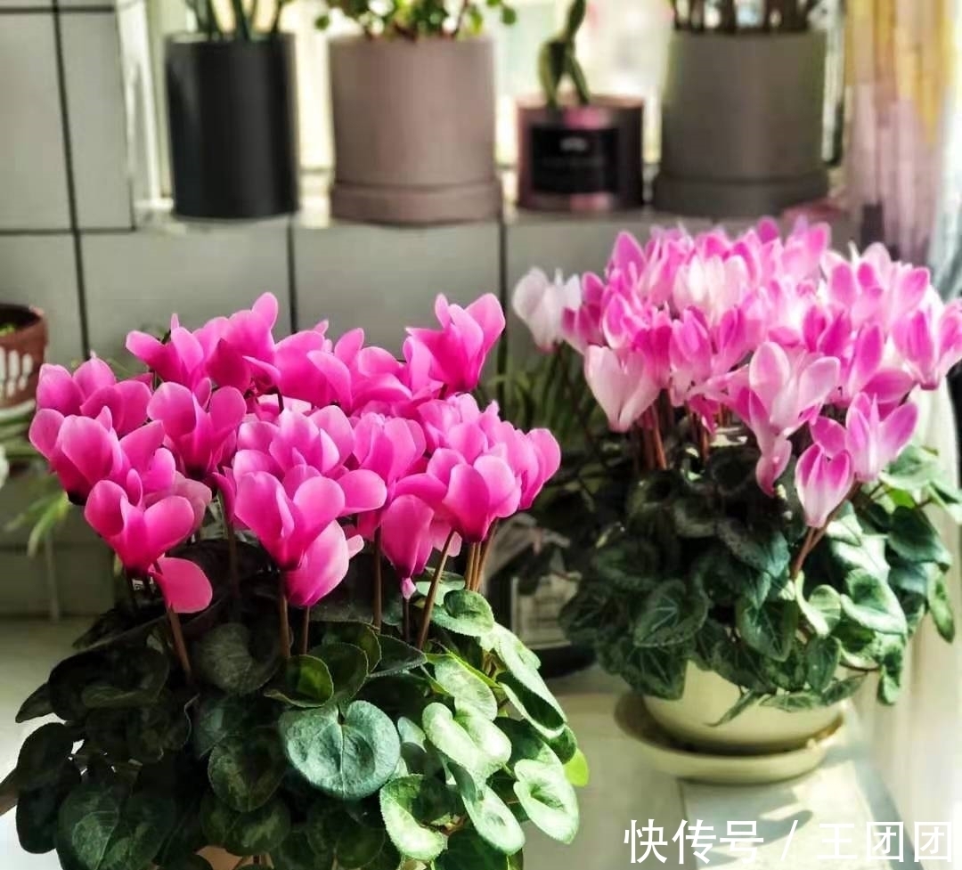 7种花,花期超过大半年,冬天室内依旧绽放