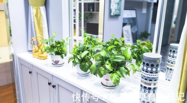 教你几个小妙招，可以把绿萝养成小盆栽，而且能让它油亮翠绿欲滴