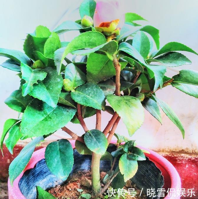 茶花|秋天养茶花，牢记四个“不”，花苞变大快，看着就开心