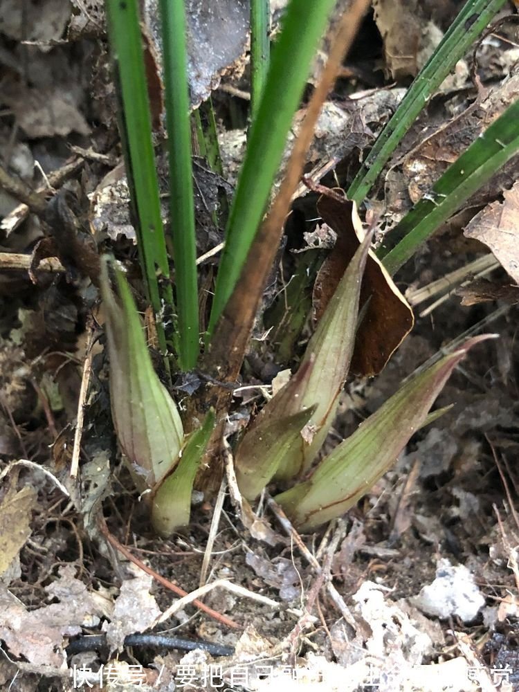 秋天养兰花,给它喂上2种“出芽肥”,新芽嗖嗖冒、花开更加旺盛