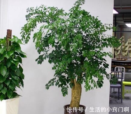 聪明人喜欢“2绿植”，养人还旺财，枝条变老后，就成“镇家宝”！