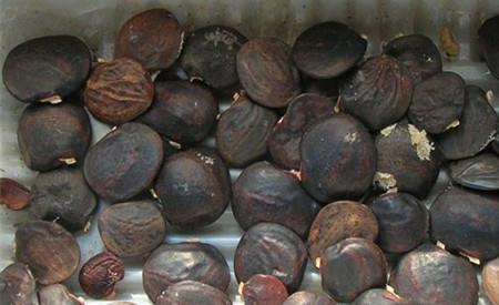 发芽|路边看到3个种子,捡回家种在花盆里,长成漂亮盆景!