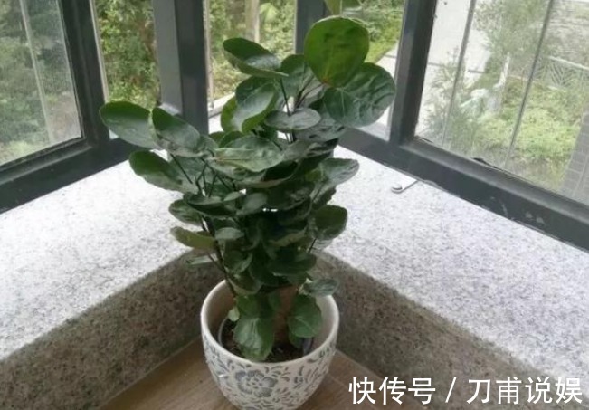 吊兰|家里人容易“散财”,一旦养了这3种花,感觉一分钱都不会丢!