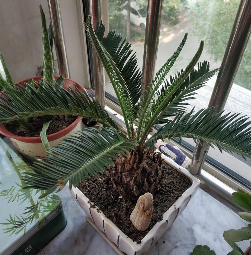 灌点|5种大型花原来是个酒鬼,每周灌点酒,喝完马上绿油油!