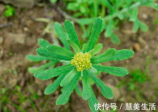 小根|65种野菜图片,带你认识不同的野菜和吃法,你想要的野菜这里都有