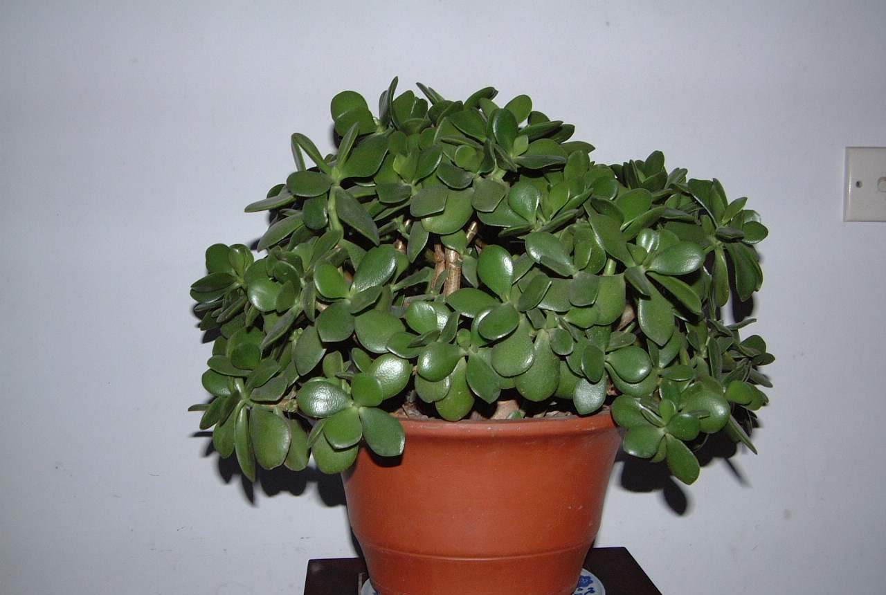 这3种花卉适合爱干净的人养,除臭又杀菌,家庭卫生清洁好帮手!