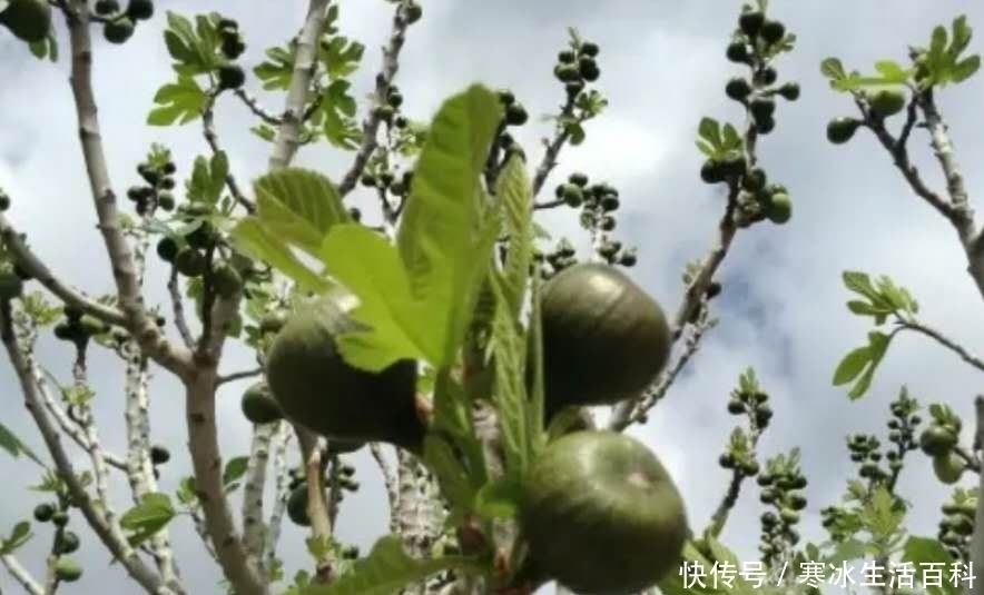 几年前20一斤难找到 ,现在5元一斤少人问,啥情况?