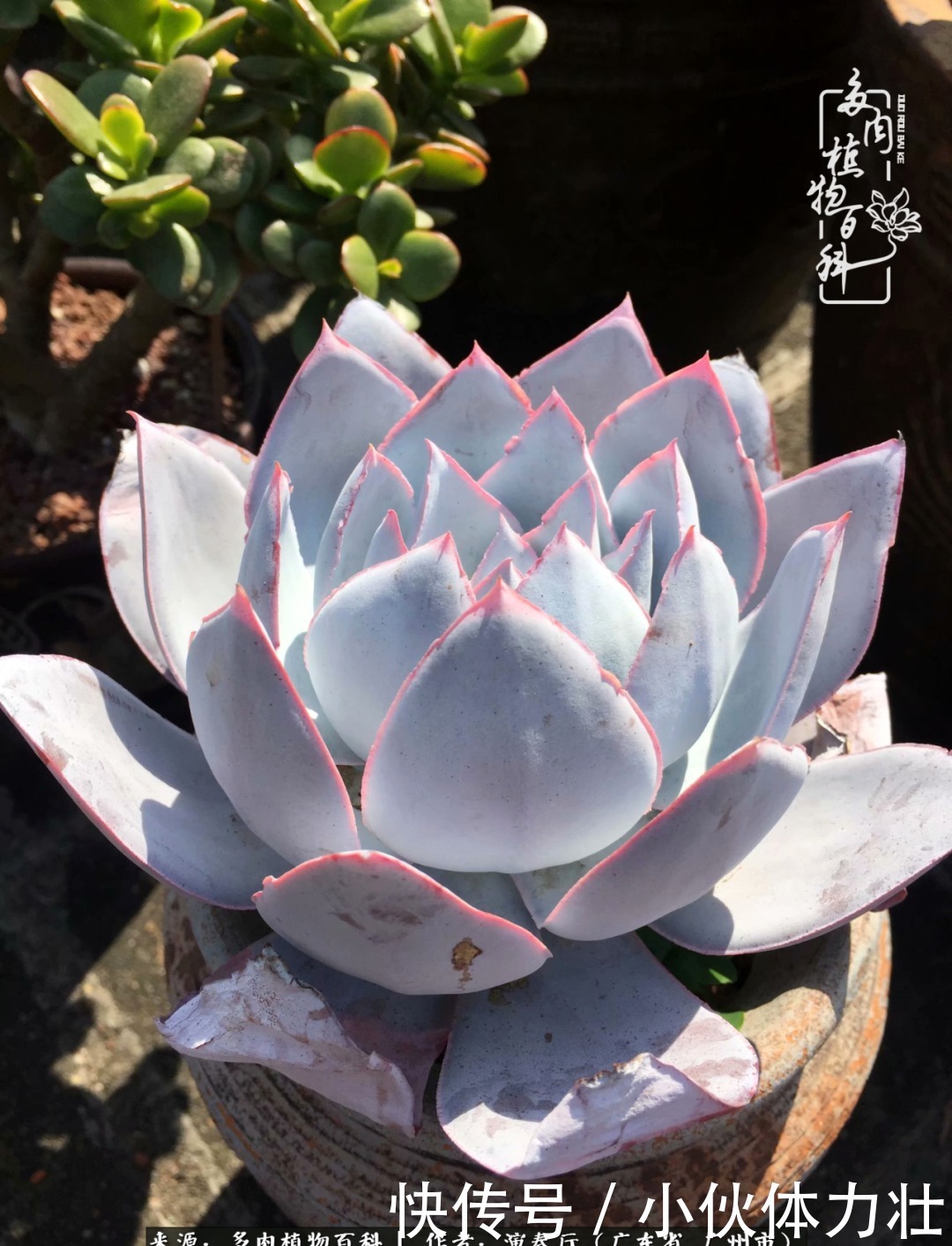 多肉植物|为肉钟情:楼顶上的多肉!